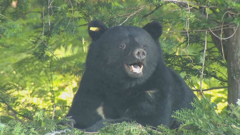 クマ出没注意報　長野地域に発出　里地での目撃が平年の1.5倍以上に　全県では今年度の人身被害4件6人　「初夏は行動範囲広がる、より注意を」　｜FNNプライムオンライン