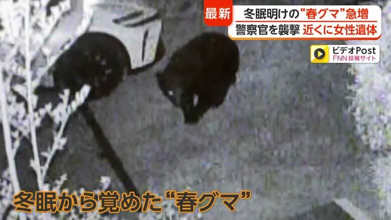 “春グマ”がゴールデンウィーク前に各地の住宅地に出没　専門家「今年は冬眠明け自体早い」「餌資源が不十分で人里に」｜FNNプライムオンライン