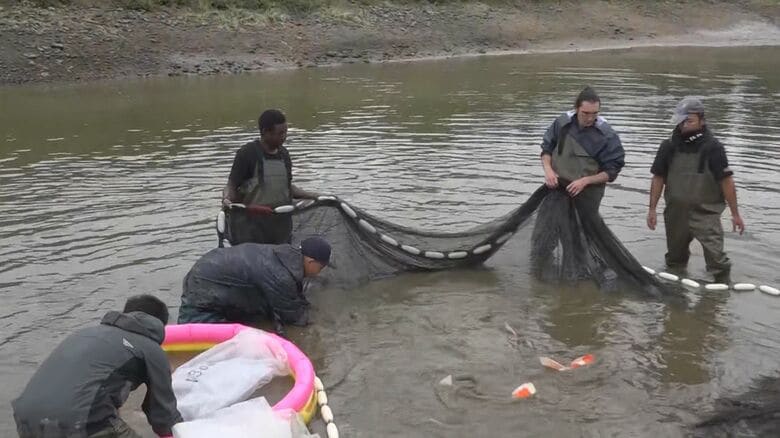 養鯉場でアルバイト