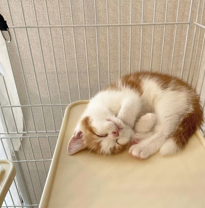 提供：こなつさん