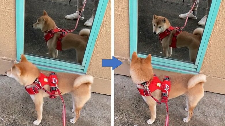 前を向いたと思ったら瞬時に再び鏡を見る！キレイな二度見