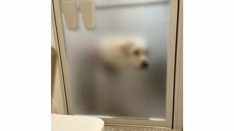 飼い主さんがいつも見ている、お風呂の出待ちをしているぽのくんのぼやけた影