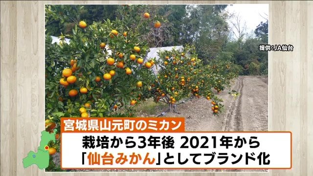 2021年から「仙台みかん」としてブランド化（画像：JA仙台）