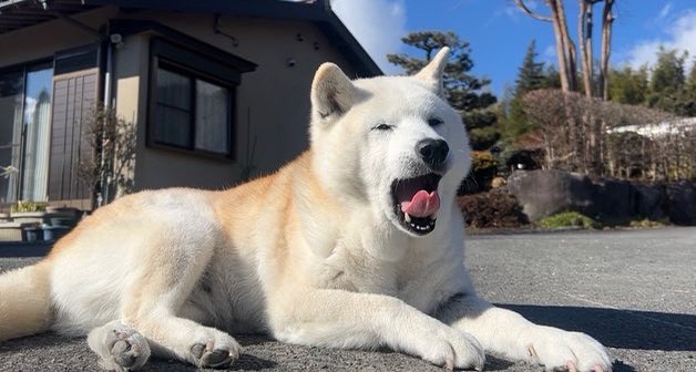 提供：しばわんこ生活さん