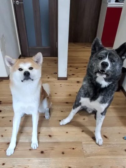 杏ちゃんと弟の蓮くん（右）（提供：秋田犬 杏(あん)と蓮(れん)さん）