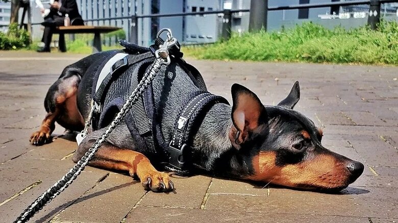 散歩中　快適すぎて？