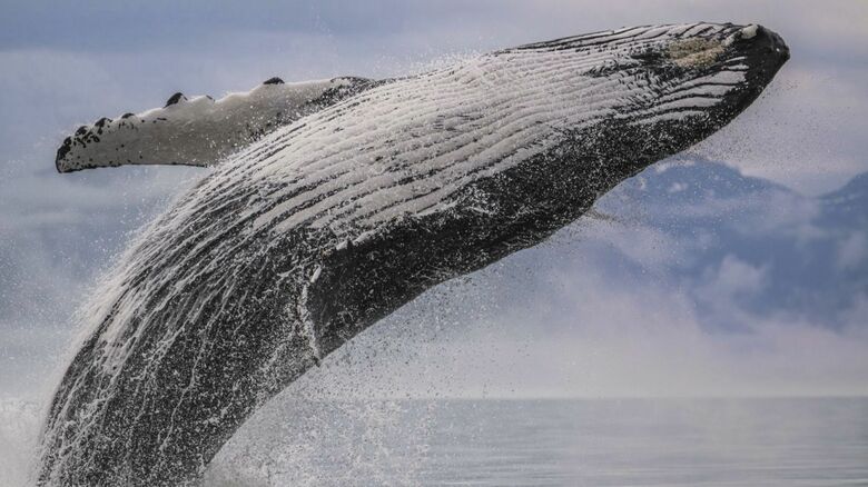 クジラの大ジャンプをとらえた作品