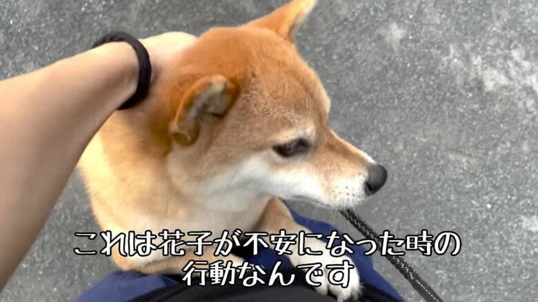 あわてて「止めて！」と訴える花子ちゃん