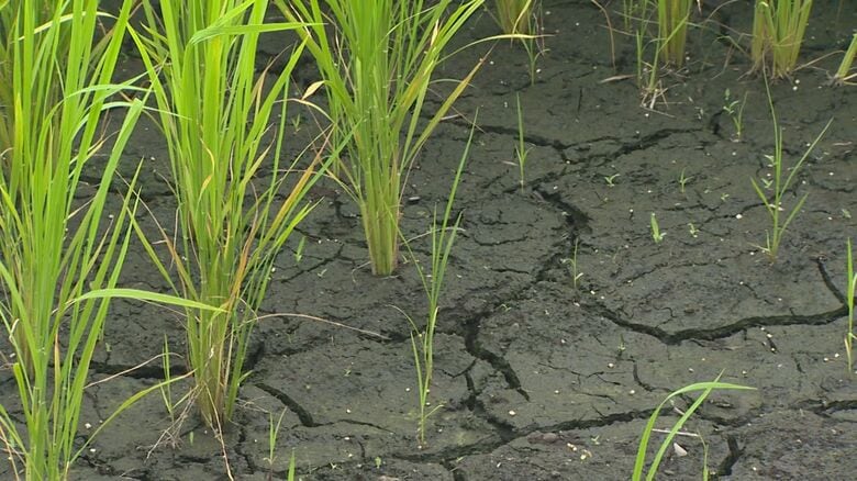 新潟県南魚沼市九日町地区の田んぼ