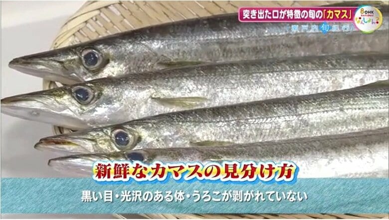 新鮮なカマスの見分け方