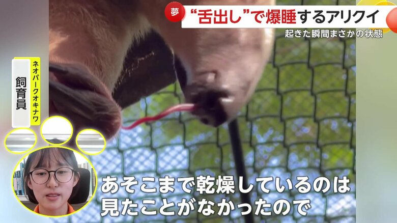 「あそこまで乾燥しているのは見たことがなかった」と話すネオパークオキナワの飼育員