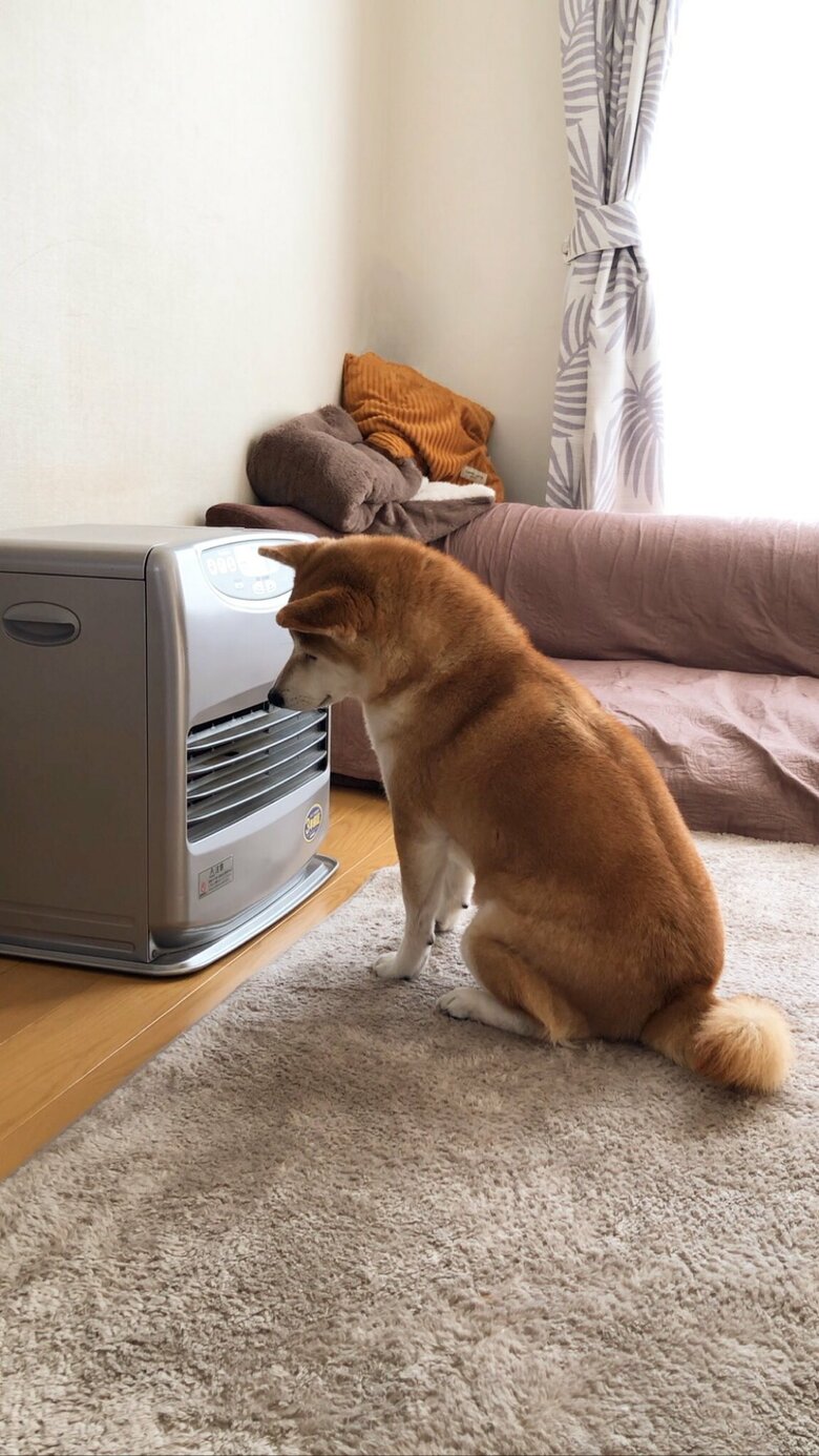 提供：柴犬ももさん