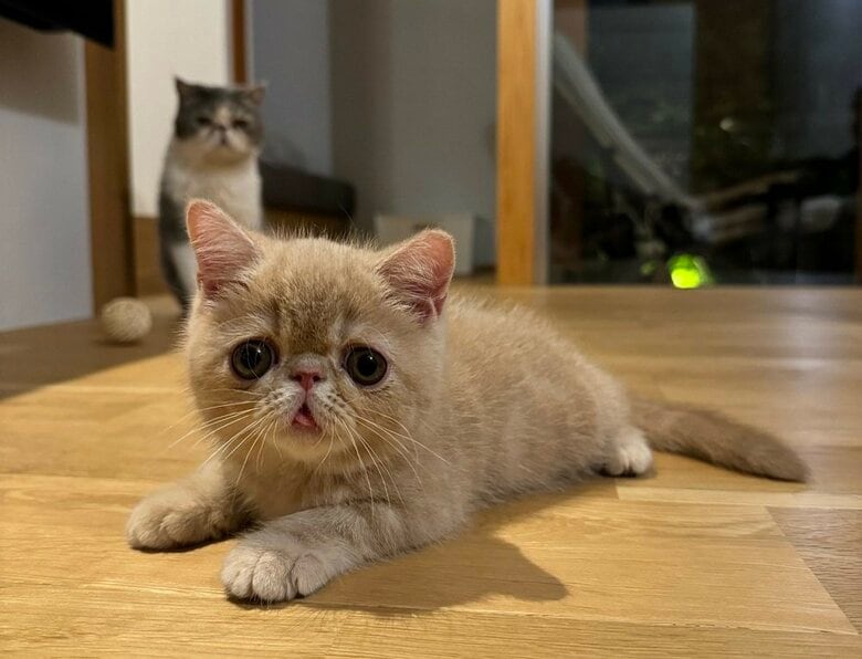 こまるくん　後ろからは先住猫・しょげくんが見守っている？