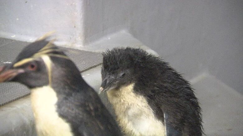 親の後ろに隠れがちだが成長は順調