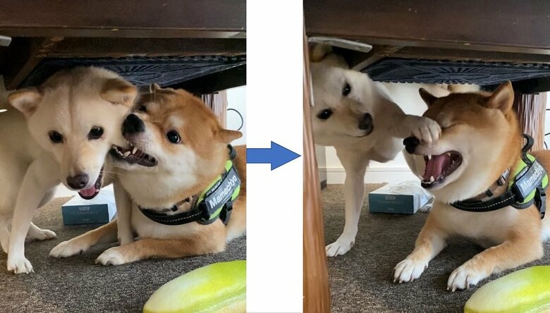 怖がりなモチ代ちゃんだが、豆千代くんには強気