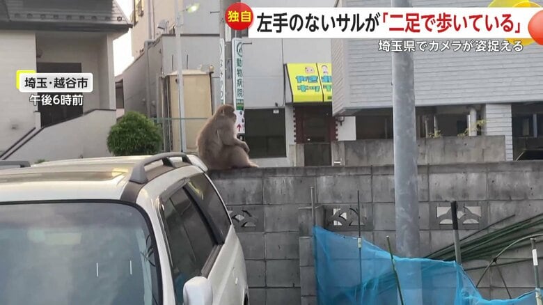 ブロックの上にたたずむサル