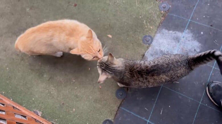 朝の挨拶を交わすムギくんとコナツちゃん