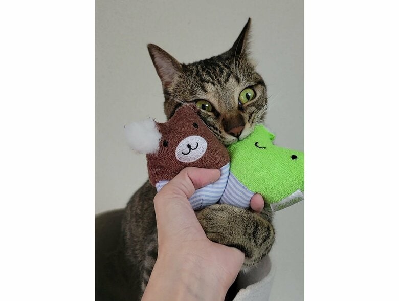 かわいい一面もある（提供：しぴこめさん）