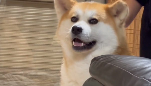 じっと動かないアキラちゃん