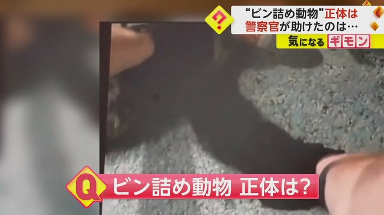 警察官が、ビンに頭がはまった動物を助けようとする