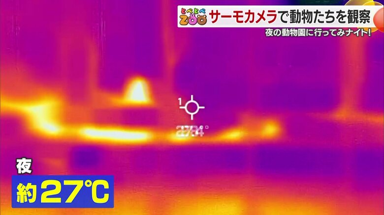 夜のカンガルーコーナーは２７℃