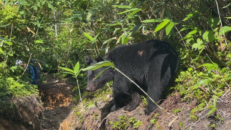 2025年8月4日に富山市有峰で目撃されたクマ