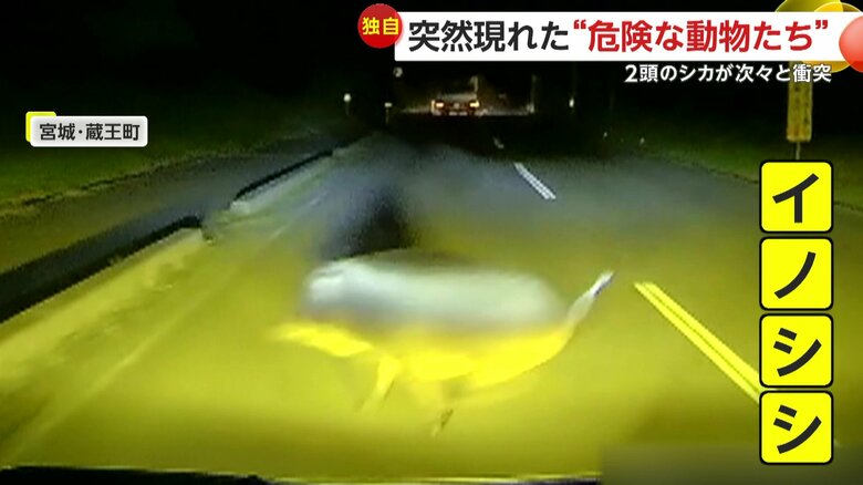 車のライトで浮かび上がる巨体（撮影：@noryo612）