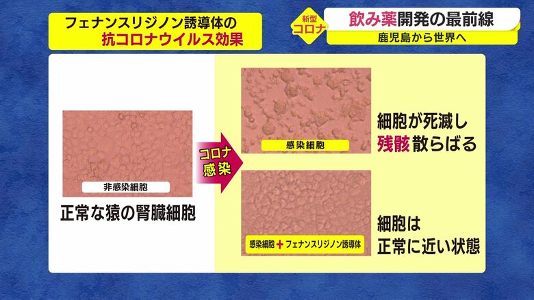 フェナンスリジノン誘導体を投与すると、細胞は3日後でも原型をとどめる