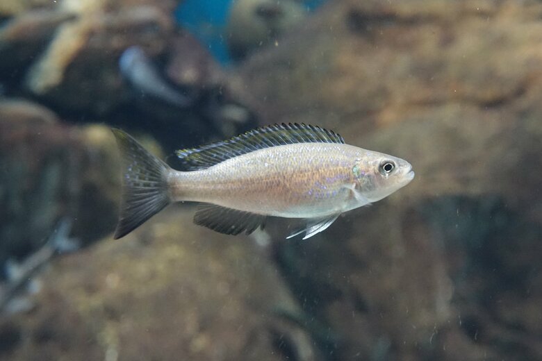 ペリソダス・ミクロレピス（提供：アクア・トトぎふ）