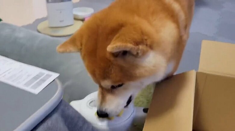 飼い主さんの元へ来て…