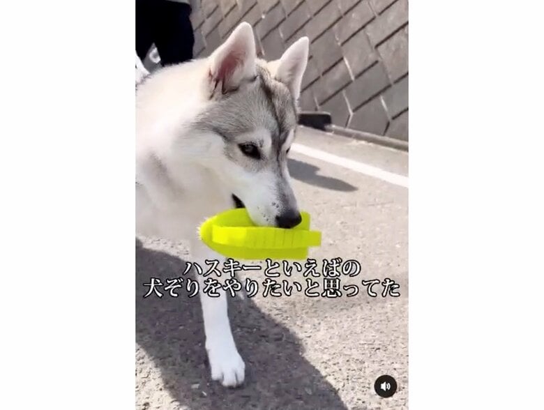 提供：ハスキーいちみちゃんと田舎暮らしさん