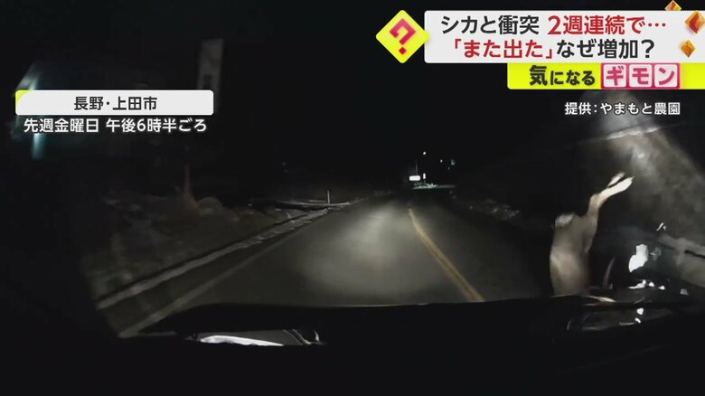 【ドライブレコーダー画像】シカと車の“衝突事故”の一部始終⑥