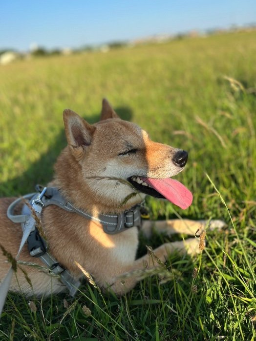 提供：柴犬まるやん日記さん