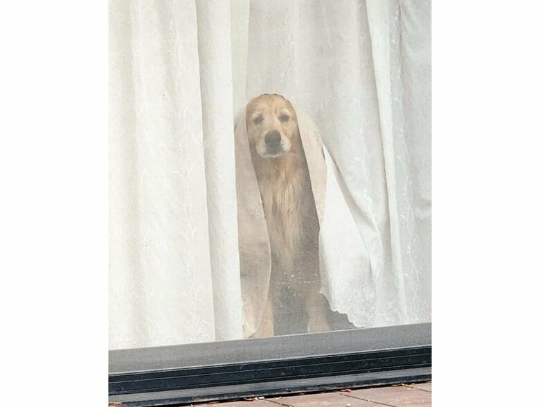 飼い主がいない時　悲しそうな表情（提供：Charlotte@ゴールデンレトリバーさん）