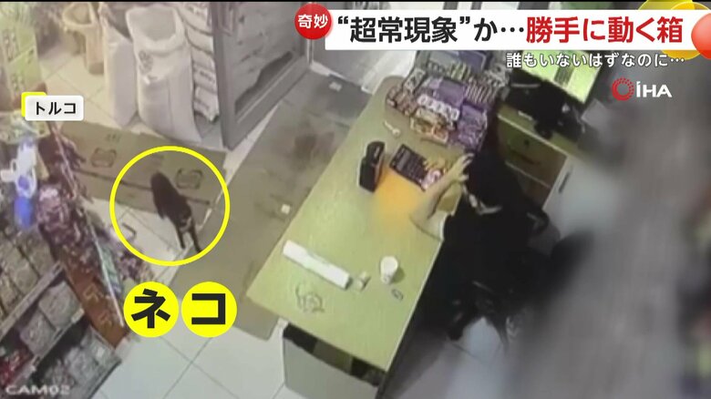 中に食べ物がないとわかると、すぐに外へ出ていってしまうネコ