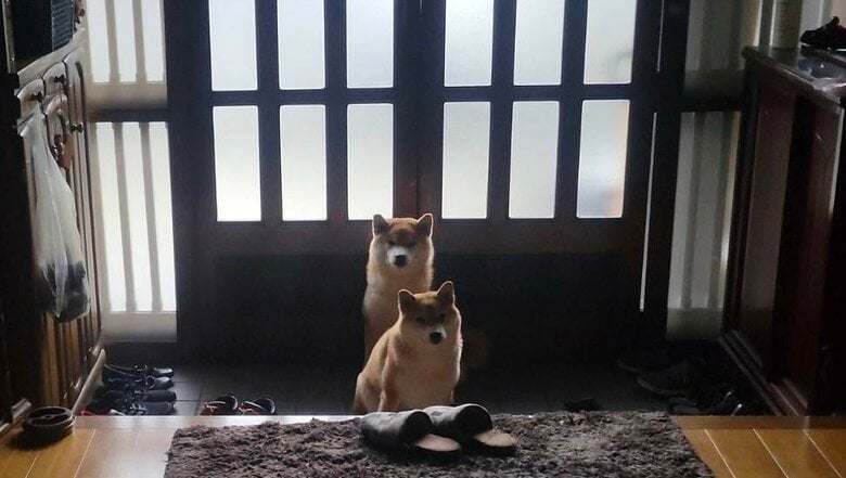 朝の散歩待ちがホラー（提供：@Shibamugi28）