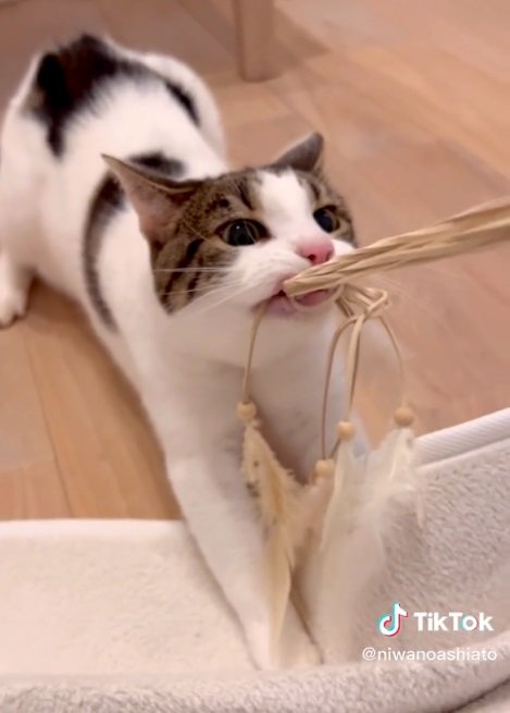 おもちゃを絶対に離したくないうずらちゃん