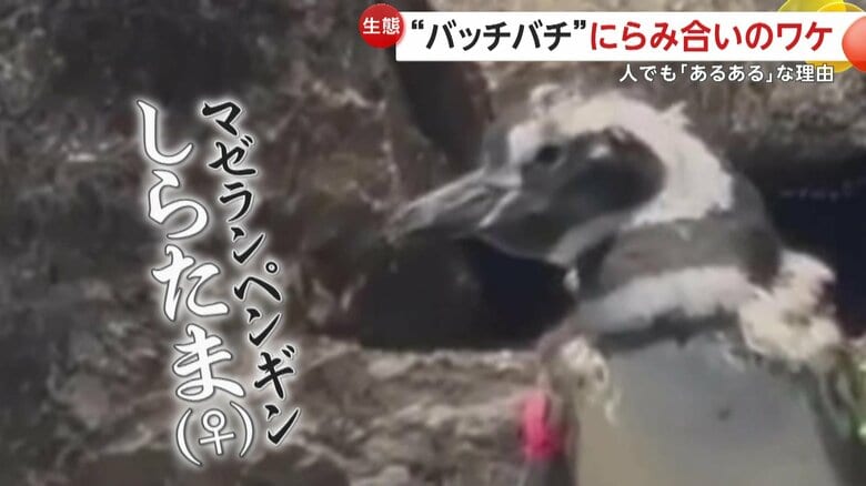 どこ吹く風で睨み返す「しらたま」（提供：すみだ水族館）