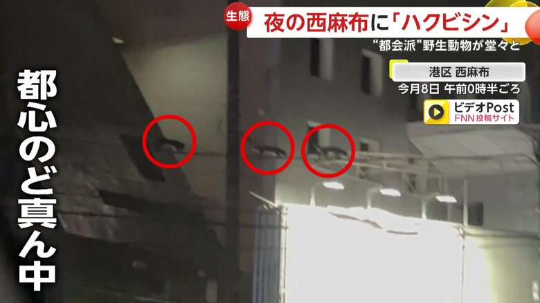 電線の上を歩く3匹のハクビシン