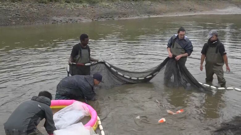 養鯉場でアルバイト