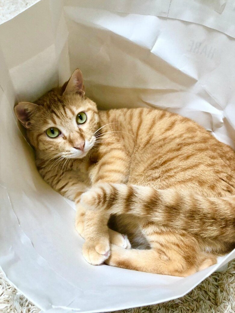 提供：あずきなこさん