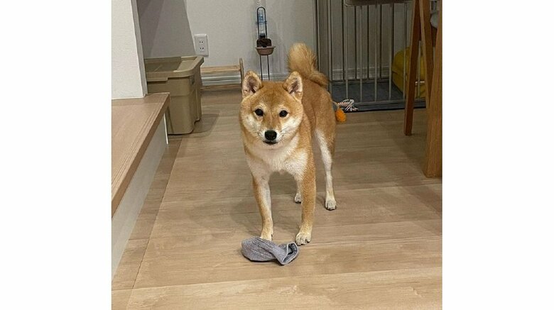 靴下を盗み、追いかけてくれるのを待っている様子