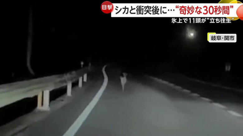 衝突後もそのまま走り続けるシカ（11月4日、岐阜・関市）