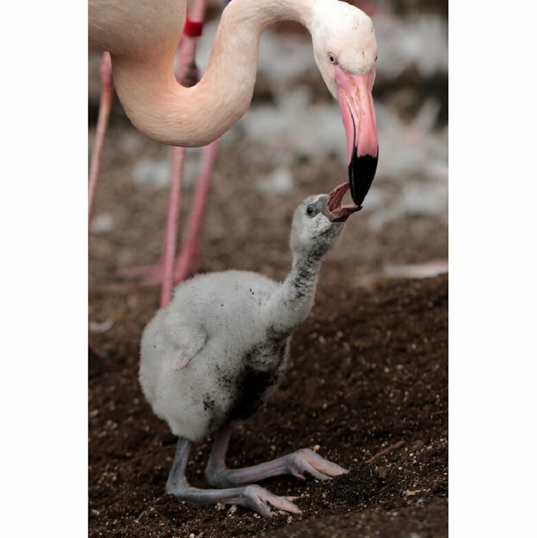 ヒナのくちばしは短く真っすぐ（提供：富士花鳥園）