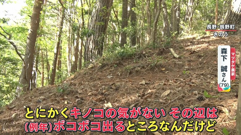 山にはマツタケどころか毒キノコ1本も見当たらない…