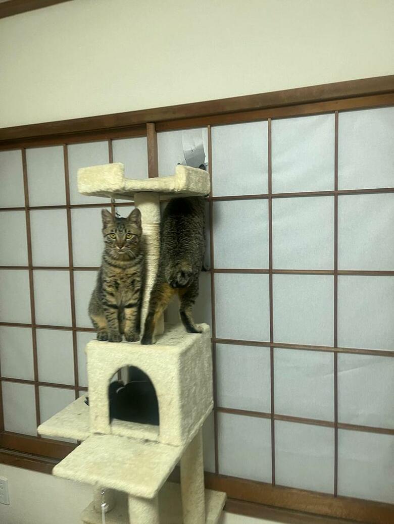 提供：ちびまるまろんさん