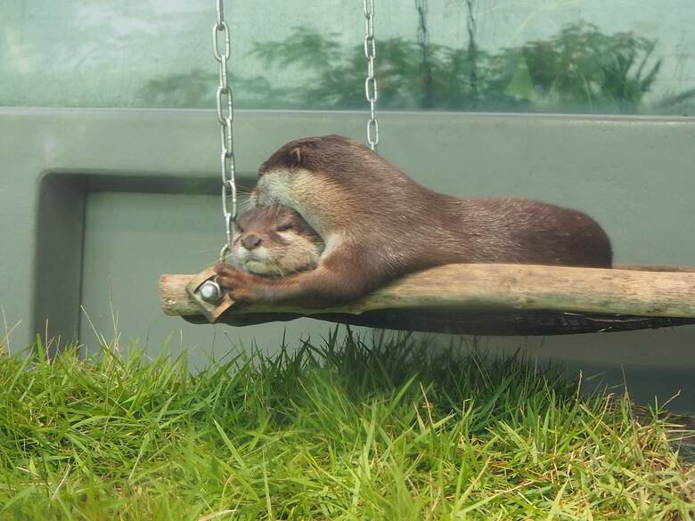 コツメカワウソ（提供：サンシャイン水族館）