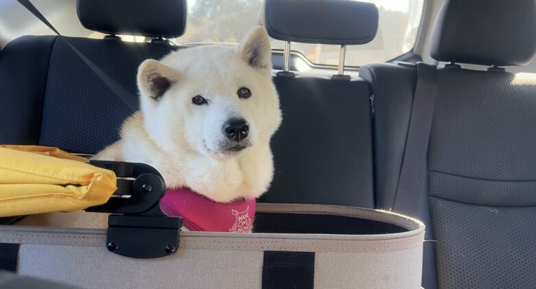 提供：しばわんこ生活さん