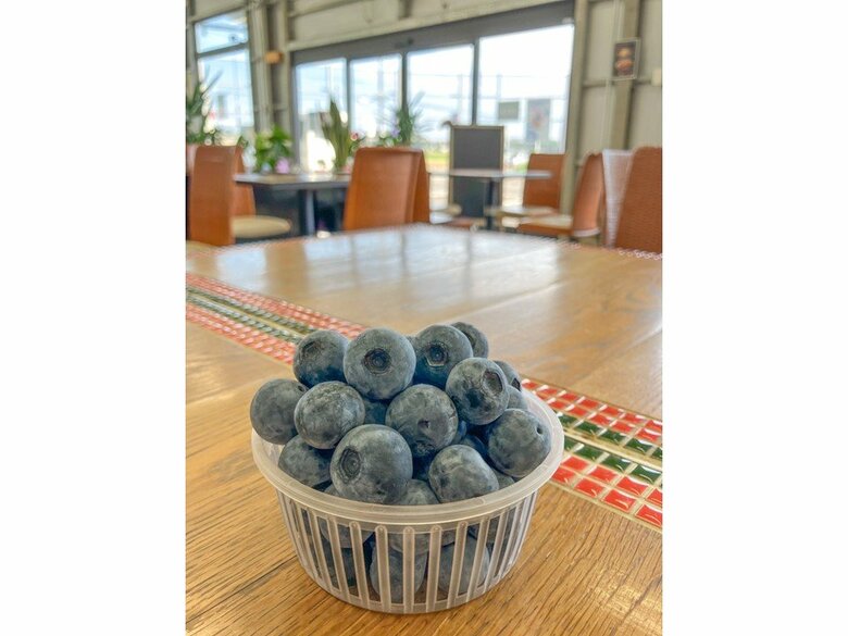 室内で涼みながらブルーベリー狩り