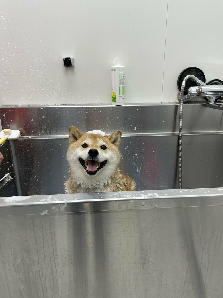 画像提供：柴犬ハナさん